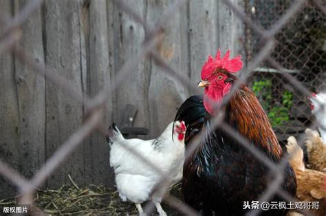 自己養雞|自己雞蛋自己養 養雞指南（上） 